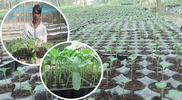 মাটি ছাড়াই চারা উৎপাদনে চমক দেখালেন জিয়াউর! মাটি ছাড়াই চারা উৎপাদনে চমক দেখালেন জিয়াউর!