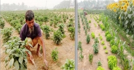 এক জমিতে তিন ফসল চাষে লাভবান মুজিবর!