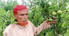 বগুড়ায় দেশী মাল্টা চাষে সুদিন ফিরেছে পল্লী চিকিৎসকের বগুড়ায় দেশী মাল্টা চাষে সুদিন ফিরেছে পল্লী চিকিৎসকের