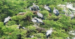 বগুড়ার শেরপুরে পাখির মিষ্টি ডাকে আনন্দমুখর গ্রামীণ জনপদ বগুড়ার শেরপুরে পাখির মিষ্টি ডাকে আনন্দমুখর গ্রামীণ জনপদ