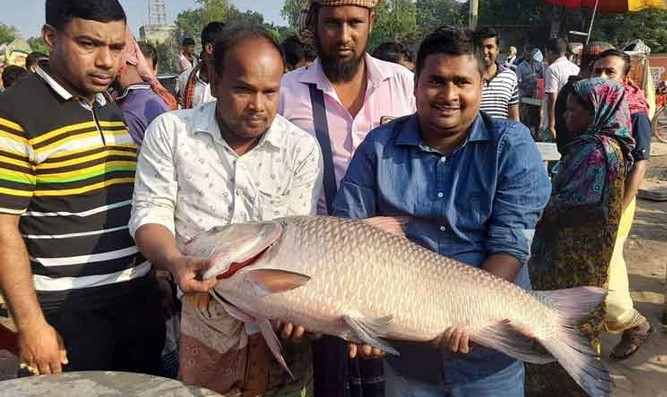 পদ্মায় ধরা পড়ল ২১ কেজির কাতল, ২৮ হাজারে বিক্রি