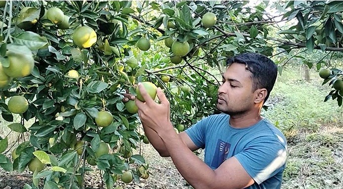 ৭৫ লাখ টাকা খরচে ২ বছরেই বিক্রি ৩৫ লাখ টাকার মাল্টা!