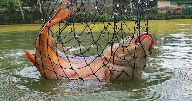 পুকুর থেকে ধরা পড়লো বিশাল বড় বিরল মাছ