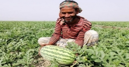 আগাম তরমুজ চাষে লাভবান বাউফলের চাষিরা!