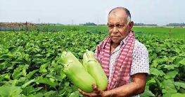সিলেটে বারী-১২ বেগুন চাষে স্বাবলম্বী কৃষক মিন্টু!