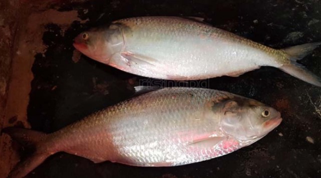 ভোলায় ধরা পড়ল ২ কেজির রাজা ইলিশ, বিক্রি ৬২০০ টাকা ভোলায় ধরা পড়ল ২ কেজির রাজা ইলিশ, বিক্রি ৬২০০ টাকা