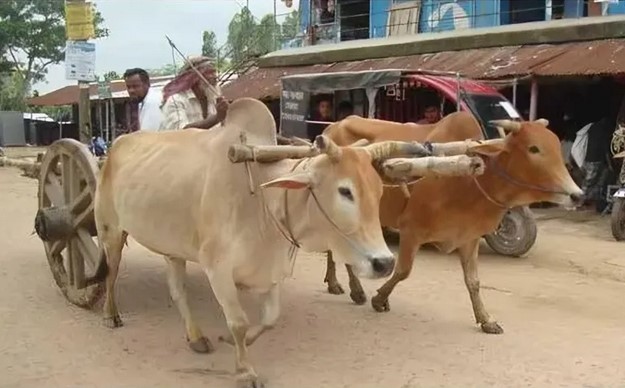 ঐতিহ্যবাহী গরুর গাড়ি যেন এখন রুপকথার গল্প