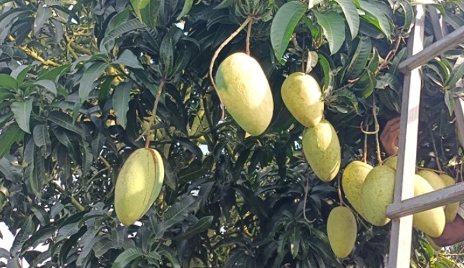 চাঁপাইনবাবগঞ্জে এখনো মিলছে আশ্বিনা আম, মণ ১২ হাজার চাঁপাইনবাবগঞ্জে এখনো মিলছে আশ্বিনা আম, মণ ১২ হাজার