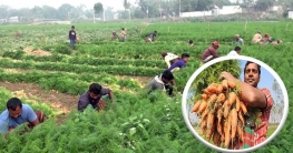 গাজর চাষে লাভবান লালমনিরহাটের চাষিরা!