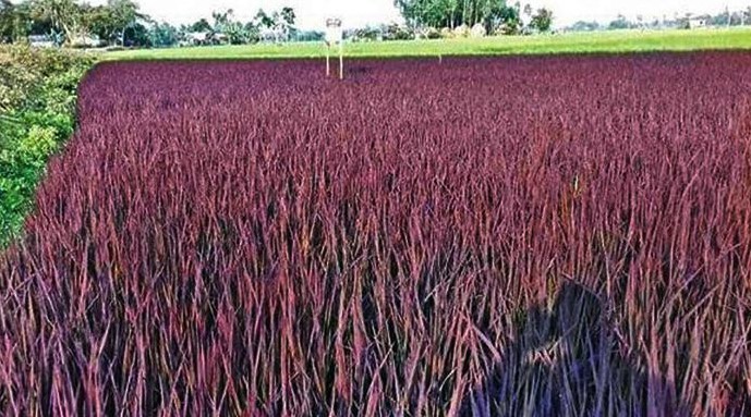 বেগুনি ধান চাষে বাম্পার ফলনের আশা!