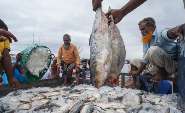 ভোলায় এ বছর ১ লাখ ৯২ হাজার মেট্রিক টন ইলিশ উৎপাদন ভোলায় এ বছর ১ লাখ ৯২ হাজার মেট্রিক টন ইলিশ উৎপাদন