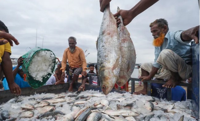 ভোলায় এ বছর ১ লাখ ৯২ হাজার মেট্রিক টন ইলিশ উৎপাদন