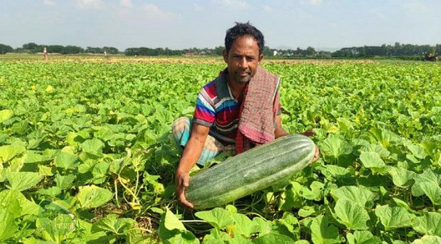 আগাম বাঙ্গির ব্যাপক ফলনে খুশি কৃষক সাত্তার মিয়া!