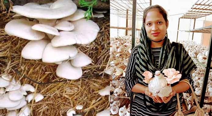 মাশরুম চাষে জিনিয়ার মাসিক আয় ৩০ হাজার টাকা মাশরুম চাষে জিনিয়ার মাসিক আয় ৩০ হাজার টাকা