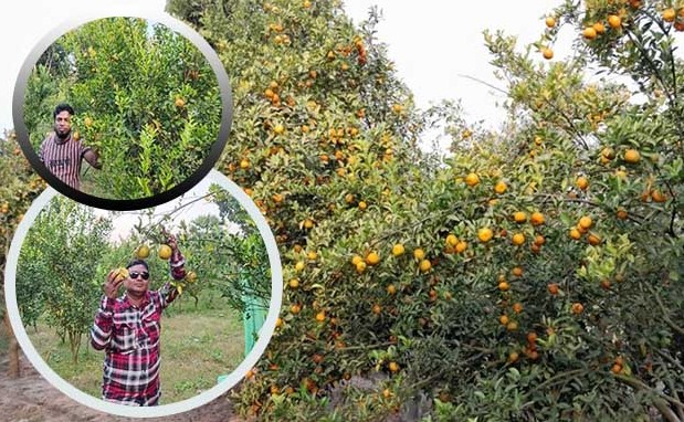 ফরিদপুরে কমলা চাষে সফল দুই বন্ধু!