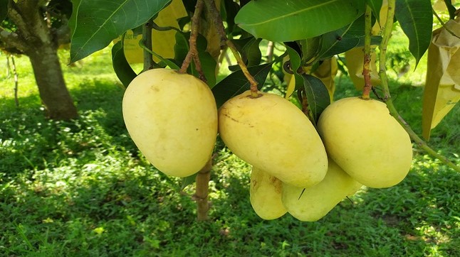 এখনো স্বপনের বাগানে আছে ৮০০ মণ আম এখনো স্বপনের বাগানে আছে ৮০০ মণ আম