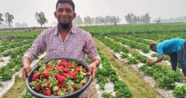 জাব্বিরের ২০ লাখ টাকার স্ট্রবেরি বিক্রির আশা