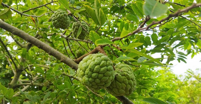 ৭০ হাজার খরচ করে ১০ লাখ টাকার শরিফা ফল বিক্রি