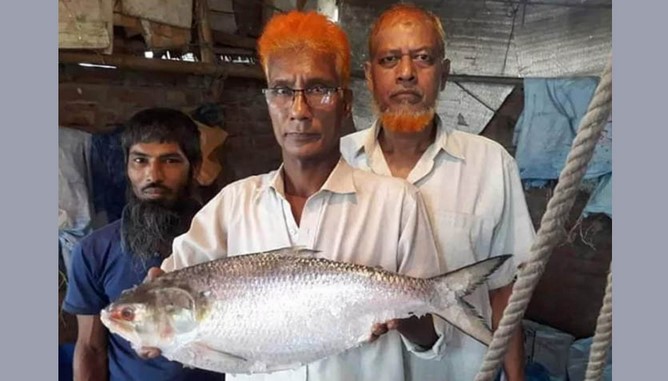 আড়াই কেজির এক ইলিশ ৮ হাজার টাকায় বিক্রি আড়াই কেজির এক ইলিশ ৮ হাজার টাকায় বিক্রি