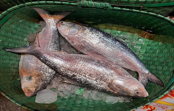 বড় ফেনী নদীতে আবার ধরা পড়ল ৩ কেজি ওজনের ইলিশ