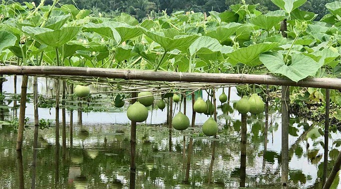 ভাসমান সবজি ক্ষেতে দোল খাচ্ছে লাউ-কুমড়া