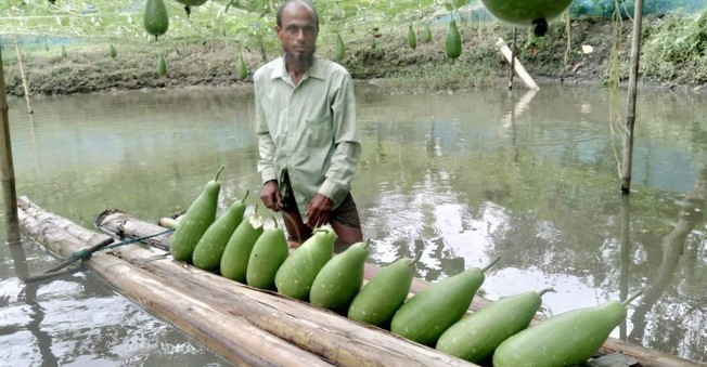 পুকুরপাড়ে লাউ চাষ করে লাভবান কৃষক রতন পুকুরপাড়ে লাউ চাষ করে লাভবান কৃষক রতন