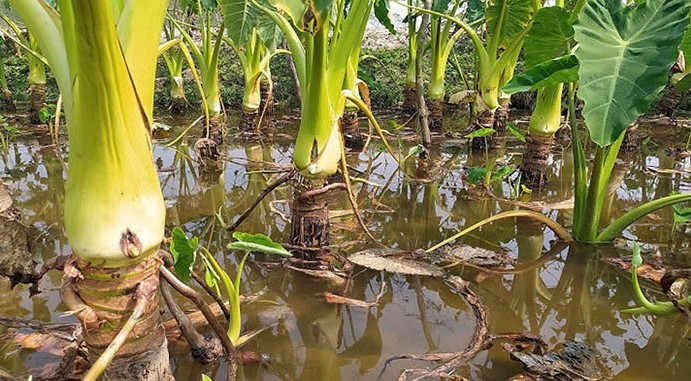 দিনাজপুরে পানিকচু চাষ করে সফল জিকরুল!