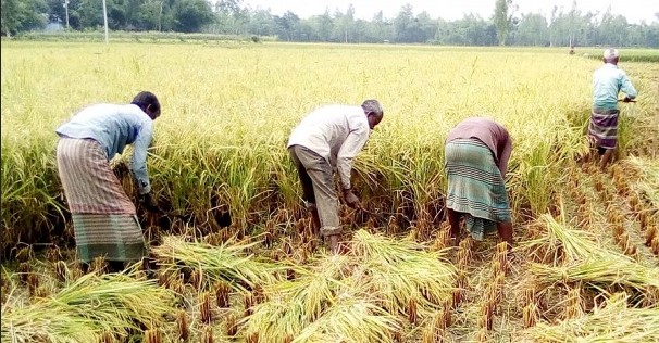 সুগন্ধী কালোজিরা ধান কাটা শুরু বগুড়ায়