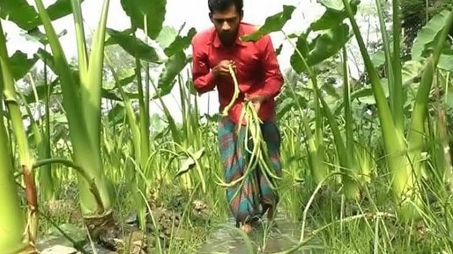 লালমনিরহাটে জনপ্রিয়তা পাচ্ছে কচুর লতি চাষ, দামে খুশি চাষিরা! লালমনিরহাটে জনপ্রিয়তা পাচ্ছে কচুর লতি চাষ, দামে খুশি চাষিরা!