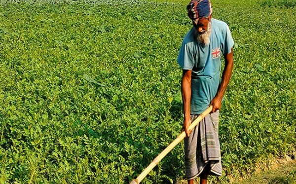 ’জাওয়াদ’ সৃষ্ট বৃষ্টি বগুড়া কৃষি অঞ্চলে আশীর্বাদ