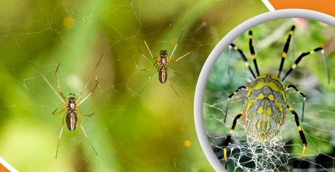 জালে টোকা দিয়ে যেভাবে মন দেওয়া-নেওয়া করে মাকড়সা