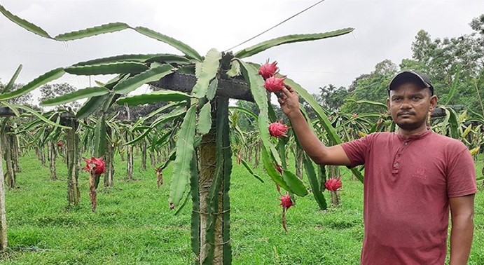 ড্রাগন চাষে সফল নীলফামারীর কাজল, বাৎসরিক আয় ১০ লাখ টাকা!