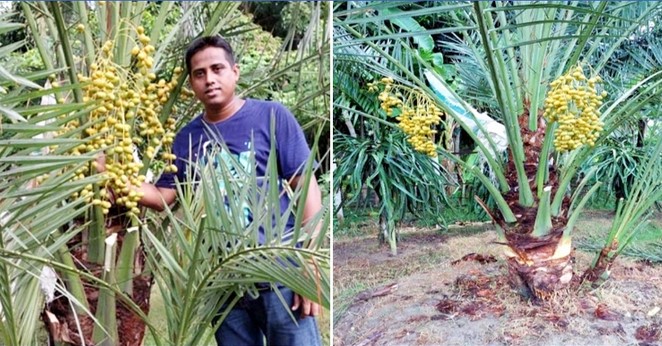 ড্রাগনের পর সৌদি খেজুর চাষেও সফল ফরিদপুরের জামাল ড্রাগনের পর সৌদি খেজুর চাষেও সফল ফরিদপুরের জামাল