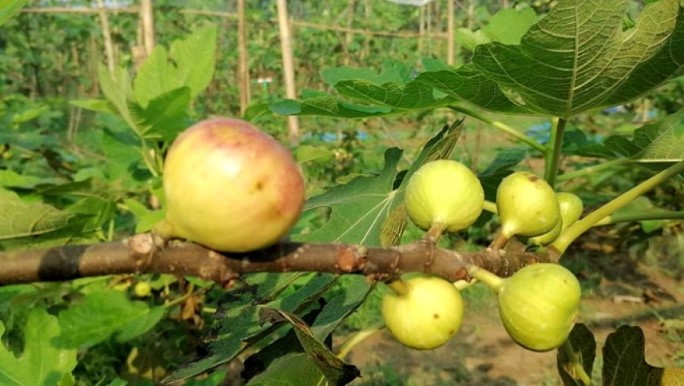 মরুভূমির ত্বিন ফল চাষ হচ্ছে বগুড়ায়