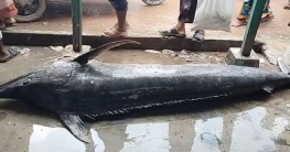 জেলের জালে ধরা পড়ল ২০০ কেজি ওজনের ব্ল্যাক মার্লিন মাছ
