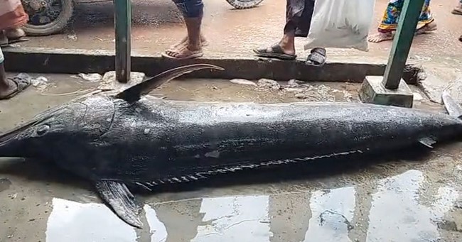 জেলের জালে ধরা পড়ল ২০০ কেজি ওজনের ব্ল্যাক মার্লিন মাছ জেলের জালে ধরা পড়ল ২০০ কেজি ওজনের ব্ল্যাক মার্লিন মাছ