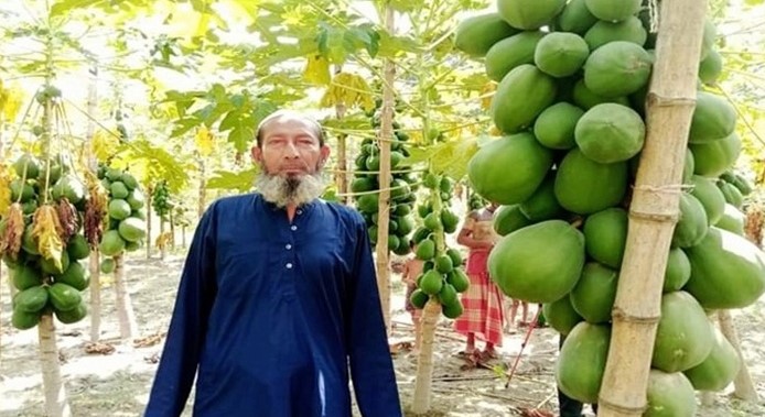 পেঁপে চাষে আব্দুস ছামাদের বাজিমাত! পেঁপে চাষে আব্দুস ছামাদের বাজিমাত!