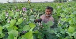 শেরপুরে শীতকালীন সবজি শিমের বাম্পার ফলনে চাষিদের স্বপ্নপূরণ শেরপুরে শীতকালীন সবজি শিমের বাম্পার ফলনে চাষিদের স্বপ্নপূরণ