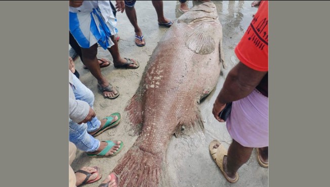 সেন্টমার্টিনে ধরা পড়ল ১৫০ কেজির কোরাল