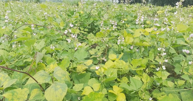 আগাম শিম চাষে ঝুঁকছেন নওগাঁর কৃষকরা আগাম শিম চাষে ঝুঁকছেন নওগাঁর কৃষকরা