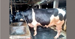 বগুড়ায় হাট কাঁপানো ‘ভারতী’র দাম ১০ লাখ টাকা বগুড়ায় হাট কাঁপানো ‘ভারতী’র দাম ১০ লাখ টাকা