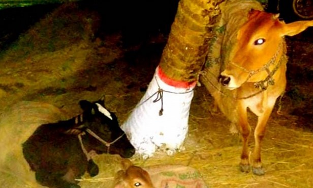 বগুড়ায় চোরাই গরু উদ্ধার, গ্রেফতার ২ বগুড়ায় চোরাই গরু উদ্ধার, গ্রেফতার ২