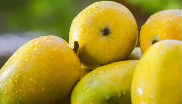কখন ও কীভাবে আম খেলে ওজন বাড়বে না? কখন ও কীভাবে আম খেলে ওজন বাড়বে না?