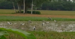 দুপচাঁচিয়ার মাঠে শামুকখোল পাখি দুপচাঁচিয়ার মাঠে শামুকখোল পাখি