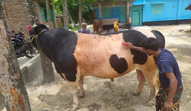 কোরবানির হাট কাঁপাতে তৈরি ‘শেররখান’ কোরবানির হাট কাঁপাতে তৈরি ‘শেররখান’