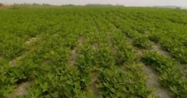সারিয়াকান্দির চরাঞ্চলে চিনাবাদামের বাম্পার ফলন সারিয়াকান্দির চরাঞ্চলে চিনাবাদামের বাম্পার ফলন