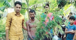 বগুড়ায় নার্সারী থেকে ২৩টি গাঁজার গাছসহ মালিক গ্রেপ্তার বগুড়ায় নার্সারী থেকে ২৩টি গাঁজার গাছসহ মালিক গ্রেপ্তার