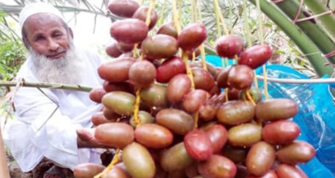 বগুড়ায় আজওয়া খেজুর চাষে নতুন সম্ভাবনা বগুড়ায় আজওয়া খেজুর চাষে নতুন সম্ভাবনা