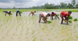 কাহালুতে সাড়ে ১৮ হাজার হেক্টর জমিতে বোরো ধান চাষের টার্গেট