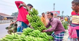বগুড়ার কলা যাচ্ছে সারা দেশে বগুড়ার কলা যাচ্ছে সারা দেশে